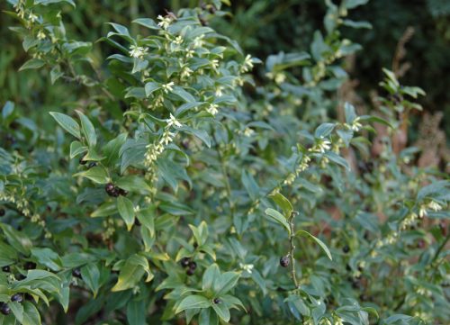 Sarcococca hookeriana var. humilis