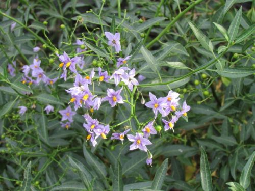 Solanum crispum Glasnevin