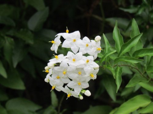 Solanum laxum Album