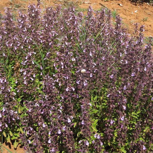 Teucrium chamaedrys x lucidrys