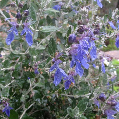 Teucrium fruticans Agadir