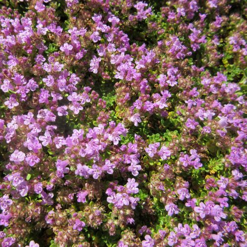 Thymus serpyllum Elfin