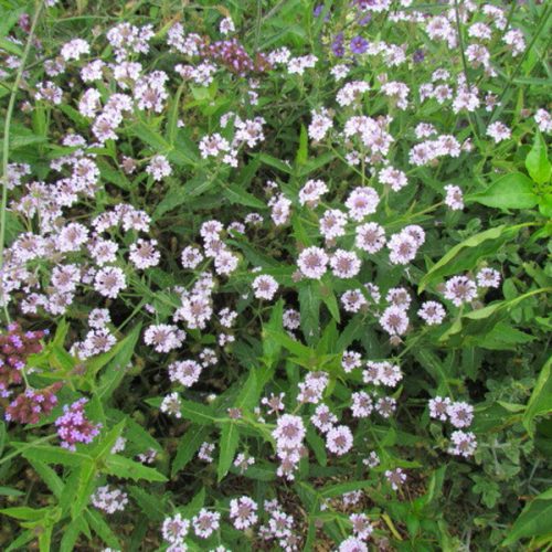 Verbena venosa lilacina