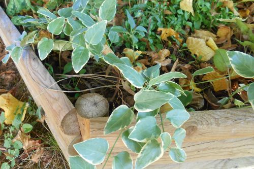 Vinca major Variegata scaled