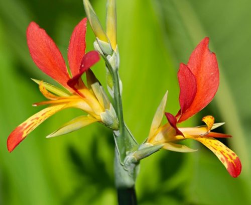 Canna patens