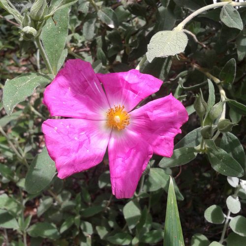 Cistus x argenteus Peggy Sammons