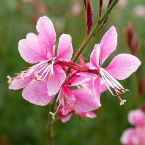 Gaura lindheimeri Siskiyou Pink
