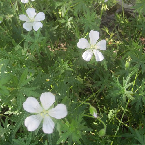 Geranium sanguineum Album