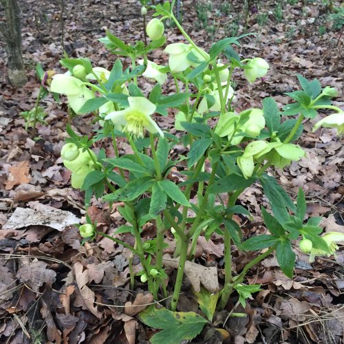Helleborus x hybridus