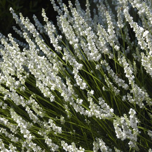 Lavandula x intermedia Alba