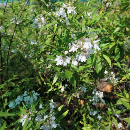 Prostanthera lasianthos