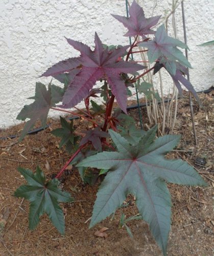 Ricinus communis ‘Carmencita