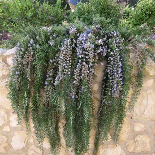 Rosmarinus officinalis Boule