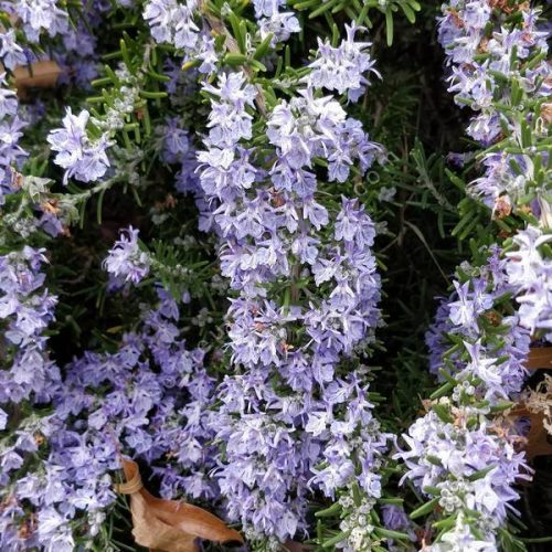 Rosmarinus officinalis Corsican Blue