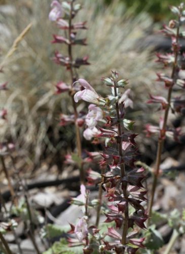 Salvia taraxacifolia
