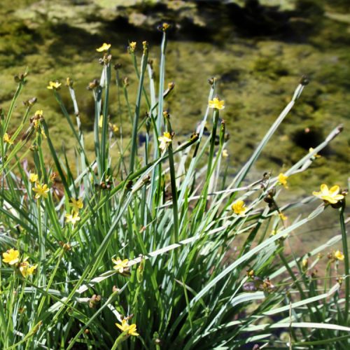 Sisyrinchium californicum