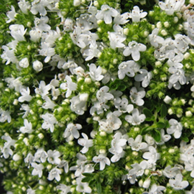 Thymus serpyllum var. albus