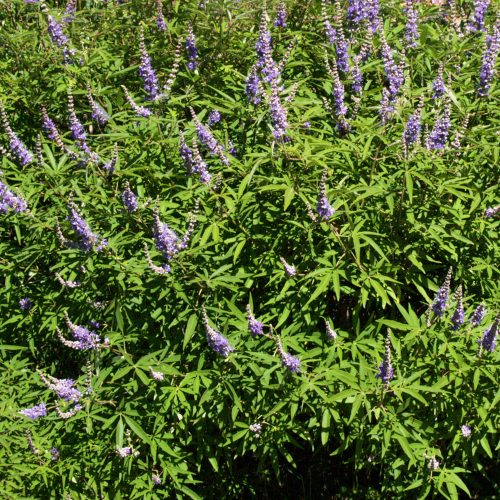 Vitex agnus castus Latifolia 1