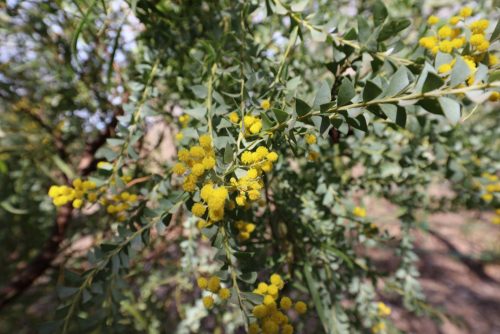Acacia cultriformis