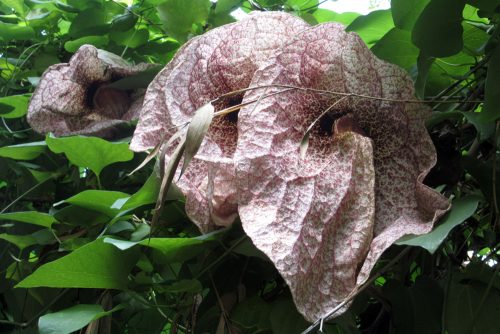 Aristolochia gigantea