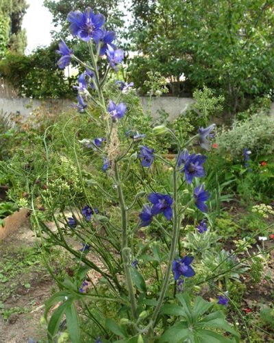 Delphinium staphisagria