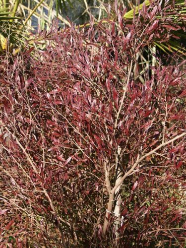 Dodonaea viscosa Purpurea 