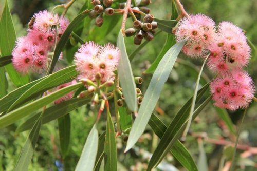 Eucalyptus albopurpurea