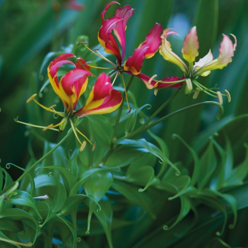 Gloriosa superba