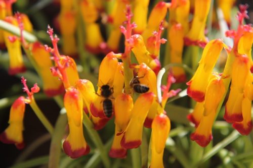 Lachenalia quadricolor