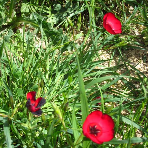 Linum grandiflorum var. rubrum