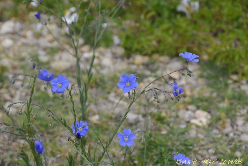 Linum perenne