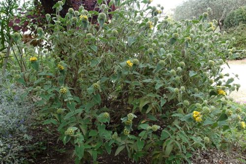 Phlomis leucophracta