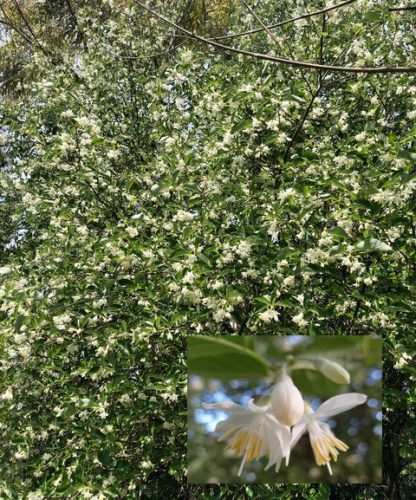 Styrax officinalis