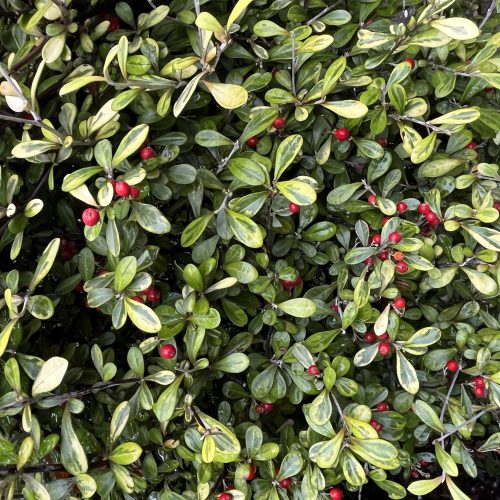 Corokia x virgata Sunsplash