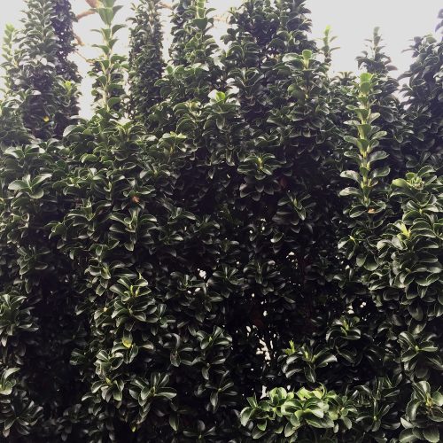 Euonymus japonicus Bekko