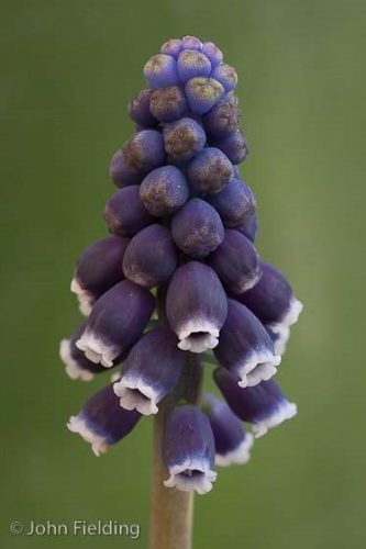 Muscari sp.