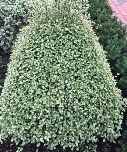 Pittosporum tenuifolium Wrinkled Blue