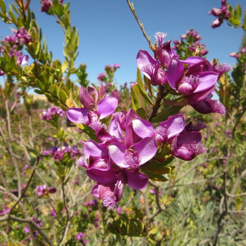 Polygala myrtifolia