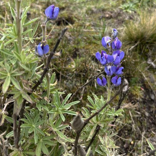 Lupinus pubescens