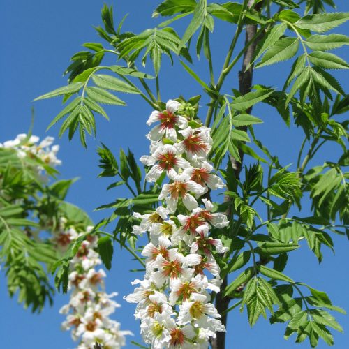 Xanthoceras sorbifolium