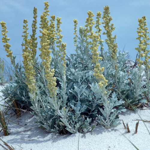 Artemisia stelleriana