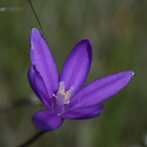 Brodiaea elegans