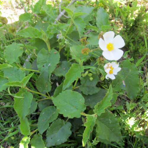 Cistus populifolius