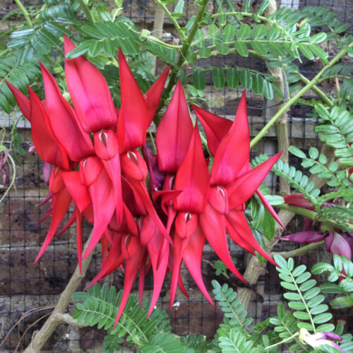 Clianthus puniceus