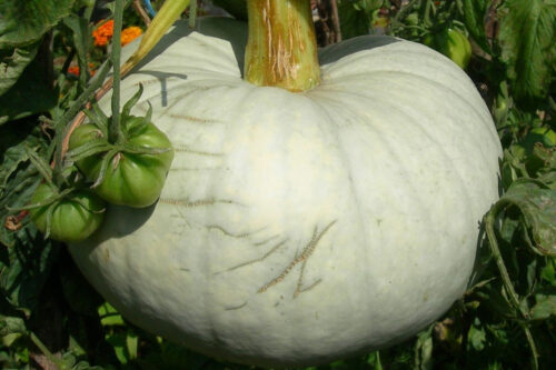 Cucurbita maxima Bleu de Hongrie