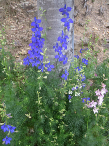 Delphinium ajacis