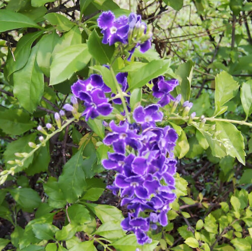 Duranta erecta Sapphire Showers