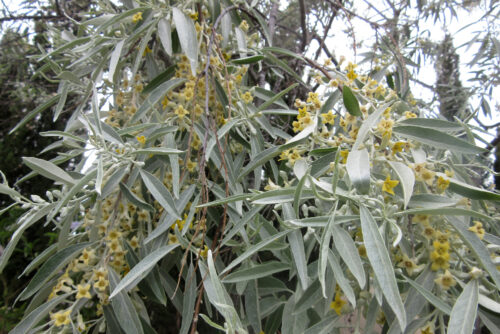Elaeagnus angustifolia