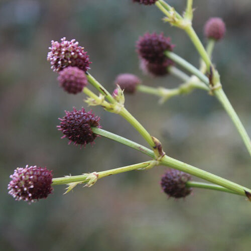 Eryngium pandanifolium