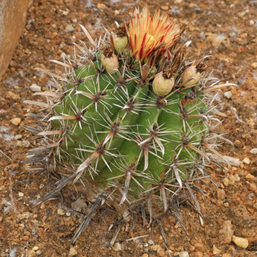 Ferocactus peninsulae